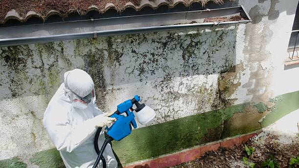 Trusted Black Mold Removal service in Traverse City, MI - Cheap Mold Removal